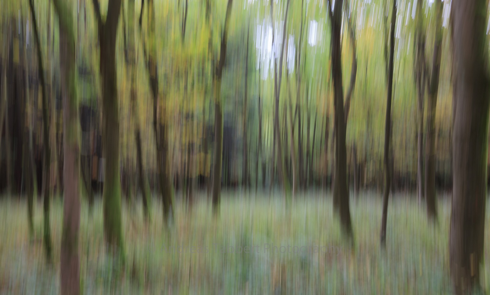 Blurred Local Trunk I