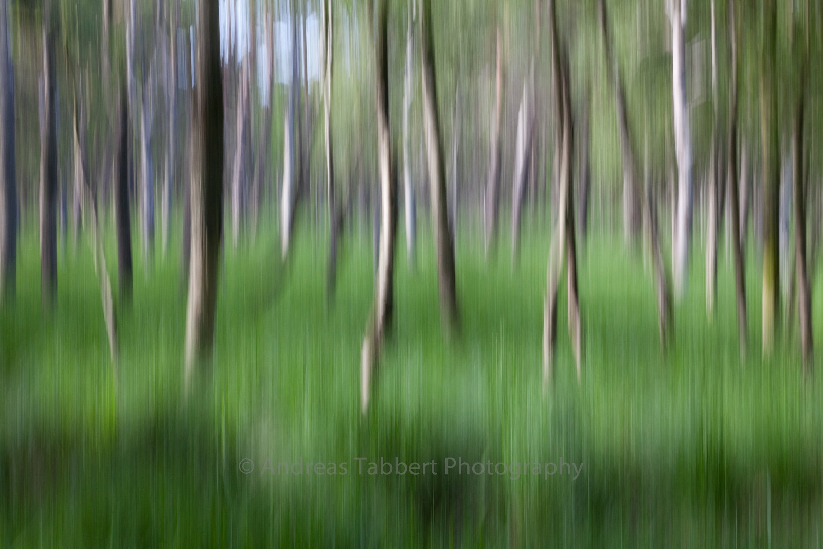 Blurred Birch